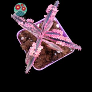 Kalanchoe Pink Butterfly "