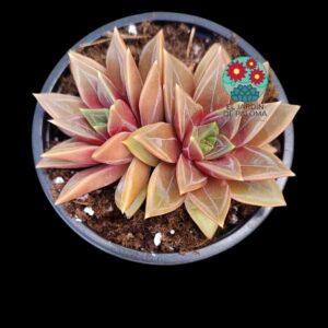 Echeveria Danica doble roseta (selección,buen tamaño)