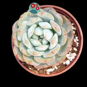 Echeveria Monroe (buen tamaño)