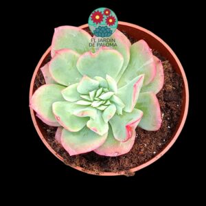 Echeveria Luella