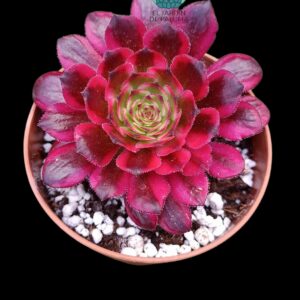 Aeonium Fireworks variegata
