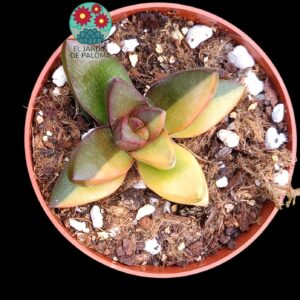 Crassula Ben variegata (selección, no es grande)
