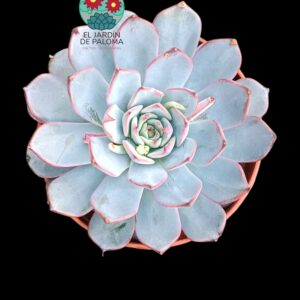 Echeveria Laurensis