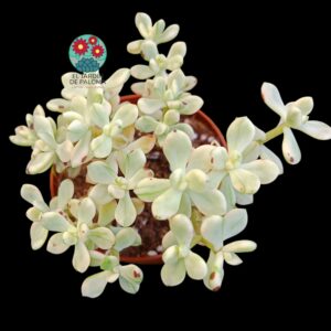 Sedum Jelly Bean variegata