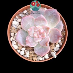 Echeveria "Red Cristal" (parentales importación)