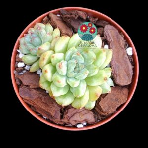Echeveria "Ice Age" variegata (importación)