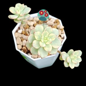 Echeveria Tencho variegata cluster (importación)