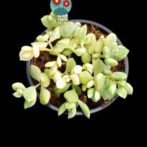 Cotyledon Pendens variegata