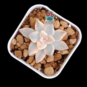 Graptosedum Ghosty variegata (selección, maceta pequeña)