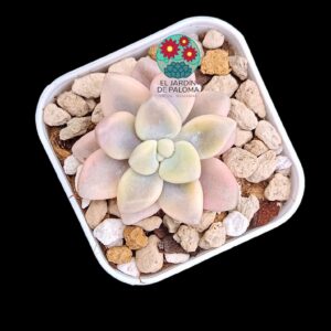 Graptopelatum "Ellen" variegata (selección,no es grande))