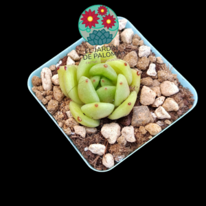 Echeveria Malgan híbrida (importación, maceta pequeña)