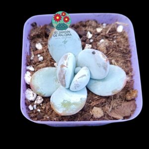 Echeveria Cuicatecana
