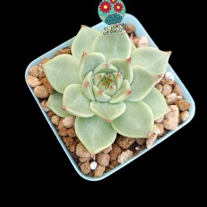 Echeveria Toscanelli (importación)