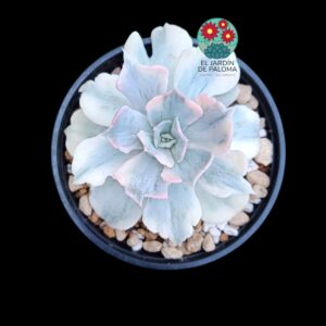Echeveria Lilacina monstruosa variegata (importación)