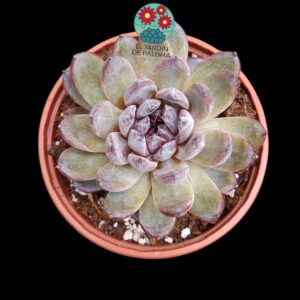 Echeveria Black Mamba (buen tamaño)