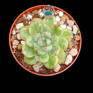 Echeveria "Ice Age" variegata roseta única (importación)