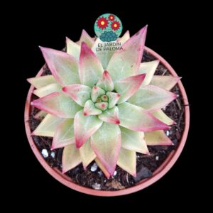 Echeveria "Red soul" (parentales importación)