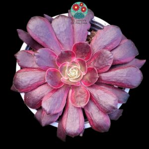 Aeonium Eden variegata (maceta y tamaño grandes)