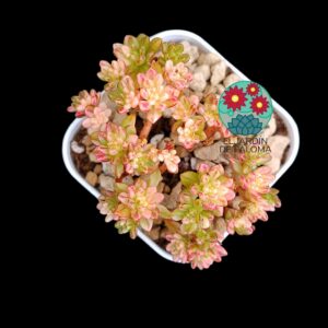 Aeonium Loartei variegata (importación)