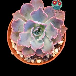 Echeveria Neon breakers