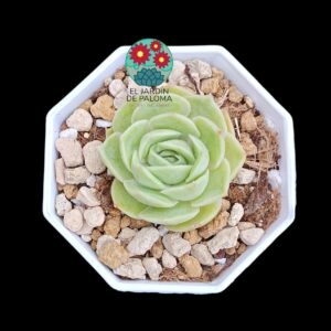 Echeveria "Ice rose" (importación)