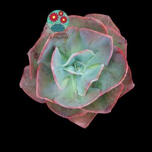 Echeveria "Da Vinci Code" (maceta grande)