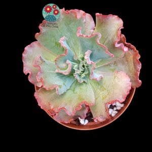 Echeveria Shaviana