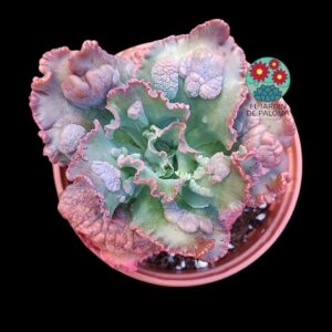 Echeveria Gibbiflora "Speed Bumps"