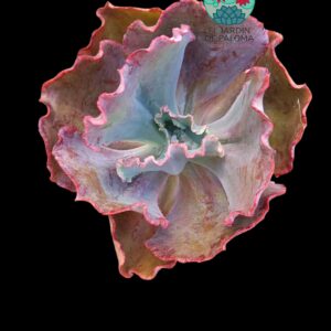 Echeveria  Zorro "tamaño y maceta grandes)