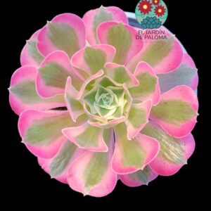 Aeonium Loki variegata (tamaño y maceta grandes)