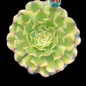 Aeonium Pampas variegata (es grande)