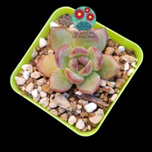 Echeveria Raspberry (parentales importación)