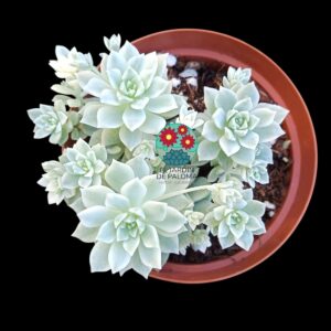Echeveria Prolifica variegata
