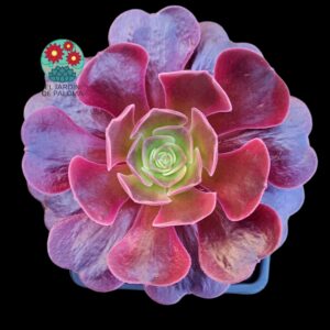 Aeonium Cupid (es grande)