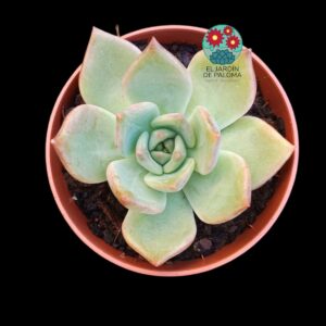 Echeveria Kimera