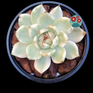 Echeveria "Azure" variegata (importación, buen tamaño)