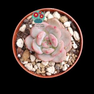 Echeveria Ariel (parentales importación)