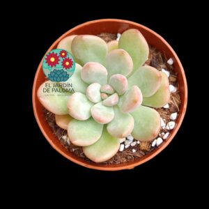 Graptoveria Torres