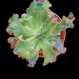 Echeveria Gibbiflora "Speed Bumps" (tamaño y maceta grandes)