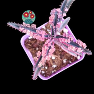 Kalanchoe "Pink Butterfly "
