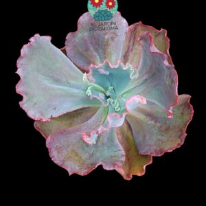 Echeveria "Sea Dragon' (tamaño y maceta grandes)
