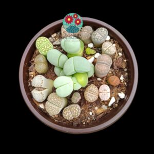 Maceta Gibbaeum más Lithops variados
