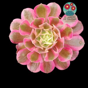 Aeonium Pink winch variegata (buen tamaño)