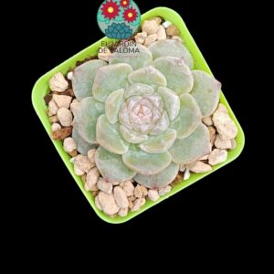 Echeveria Prada (parentales importación)