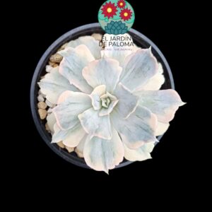 Echeveria Lilacina monstruosa variegata (importación)