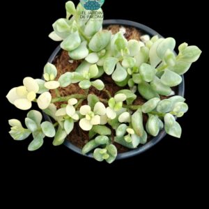 Cotyledon Pendens variegata