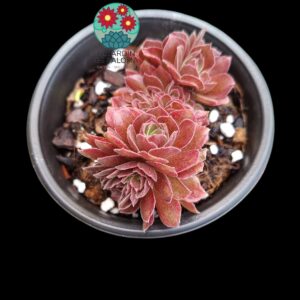 Aeonium Loki "cristata"  variegata