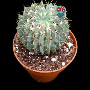Parodia Buiningii (flor amarilla)