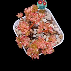 Aeonium Loartei variegata (Sedifolium,importación)