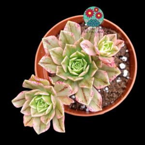 Aeonium Bronze medal variegata